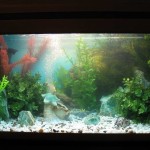 aquatium-oformlenny-17