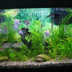 aquatium-oformlenny-26